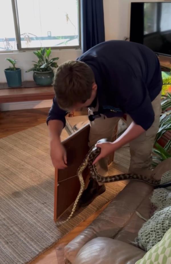 Dan safely removed the print from the wall, bringing the snake with it, before he carefully untangled the reptile from the picture hanging wire.