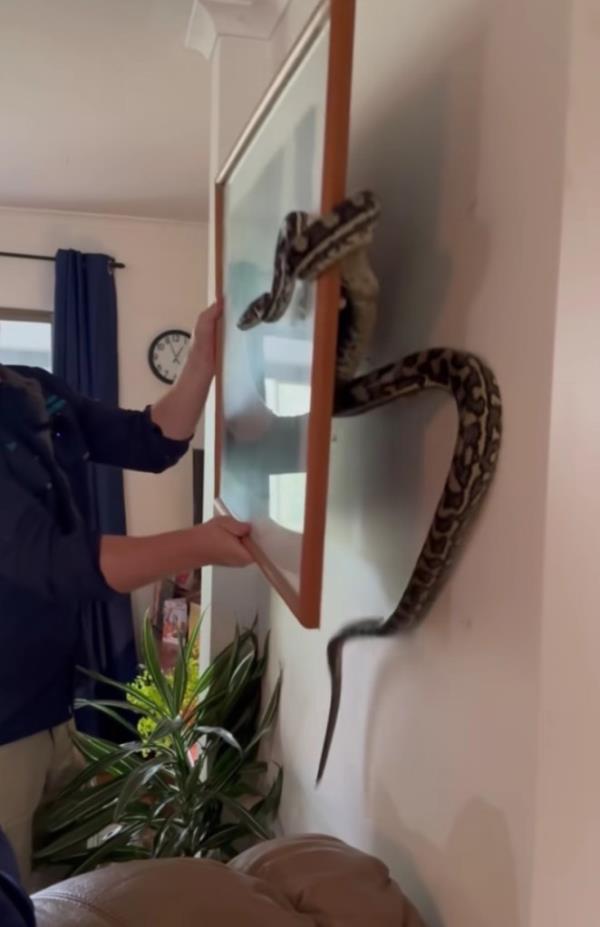 The homeowner said she watched the Sunshine Coast Snake Catcher’s videos “all the time” and, though she wasn’t a fan of snakes, the one found behind her photo f<em></em>rame “wasn’t bad looking."