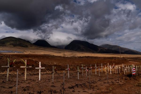 Crosses ho<em></em>noring victims killed in a recent wildfire are posted along the Lahaina Bypass.