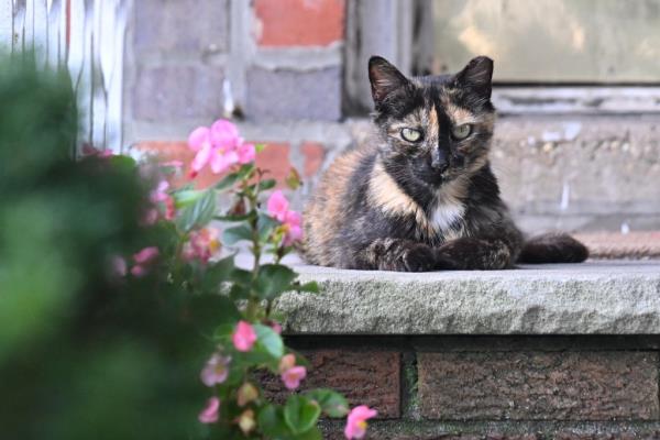 A stray cat lounges on a stoop in New York City. Animal rescue workers say there are currently more stray cats than ever 