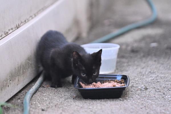 A stray cat in New York City eating food 