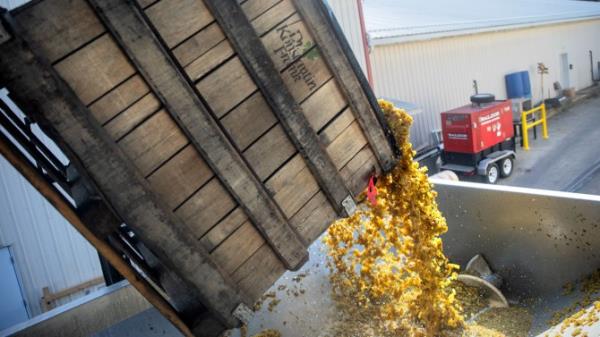 Just-picked riesling grapes go into the crusher destemmer before the juice is fermented for the 2024 vintage of wines at Dr. Ko<em></em>nstantin Frank Winery.