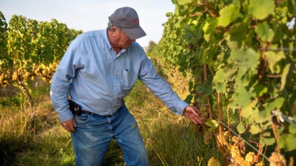 Fred Frank '79 assesses a cluster of ripe riesling grapes during this year's harvest. A warm summer without too much rain augurs well for the wines that will be produced.